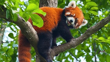 Red Pandas: The Cutest Animal You Didn’t Know You Needed
