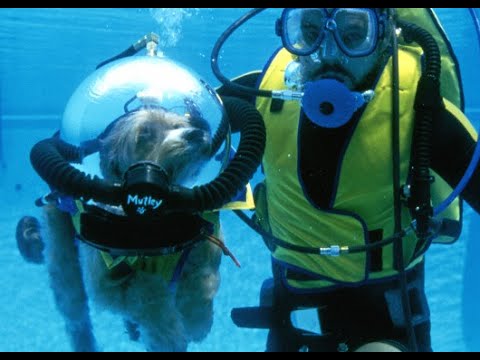 Dog goes Scuba Diving in $1,000 Suit