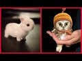 29 Tiny Baby Animals Compilation That Will Take Your Cares Away with Their Cuteness