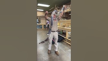 Handling an Egyptian Cobra😳
