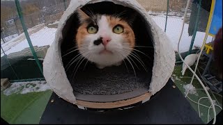 I built a cat sauna that goes up to 30 degrees even in the cold winter.