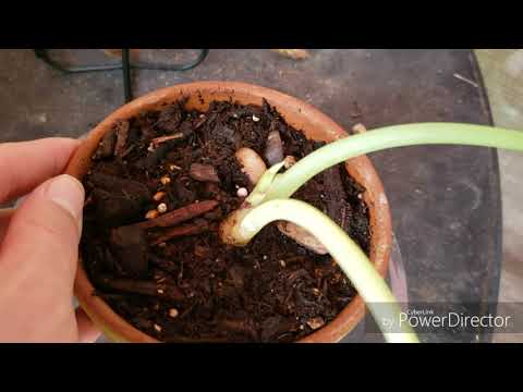 Video: Dragon Bone Plant Care: tips voor het kweken van Dragon Bone Euphorbia