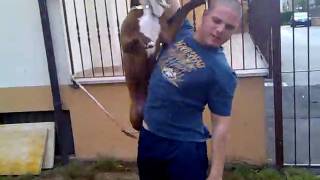 Pitbull Rednose Carlo Il Biondo Afferramento