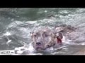 neola is now happily swimming