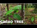 Planting Our Own Cacao Trees - YouTube