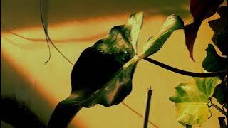 CINEMATIC 30 DETIK | CINEMATIC HALAMAN RUMAH | NATURE CINEMATIC VIDEO | Story wa pagi hari