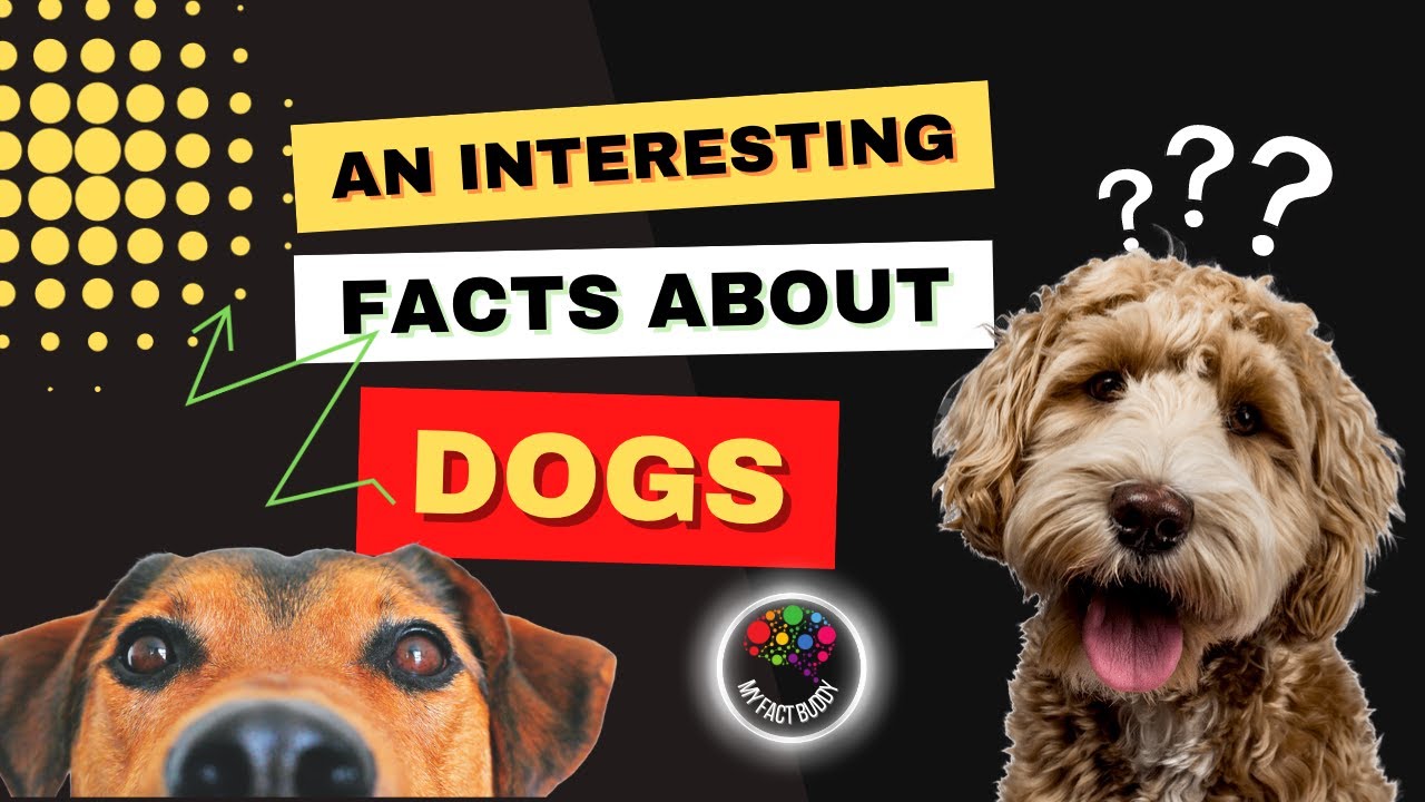 Pawsome Knowledge: 5 Intriguing Dog Facts You Need to Know
