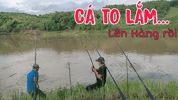 Con Này To Lắm... Câu cá sông tự nhiên ngày nước lũ được nhiều cá to.