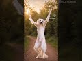 #dog #dance #dancevideo #music #funny