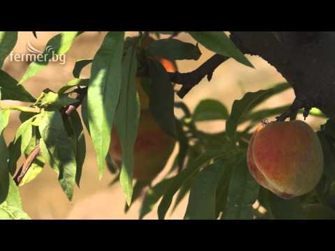 Видео: Информация за праскова в Месина – Как да отглеждаме прасковени дървета в Месина