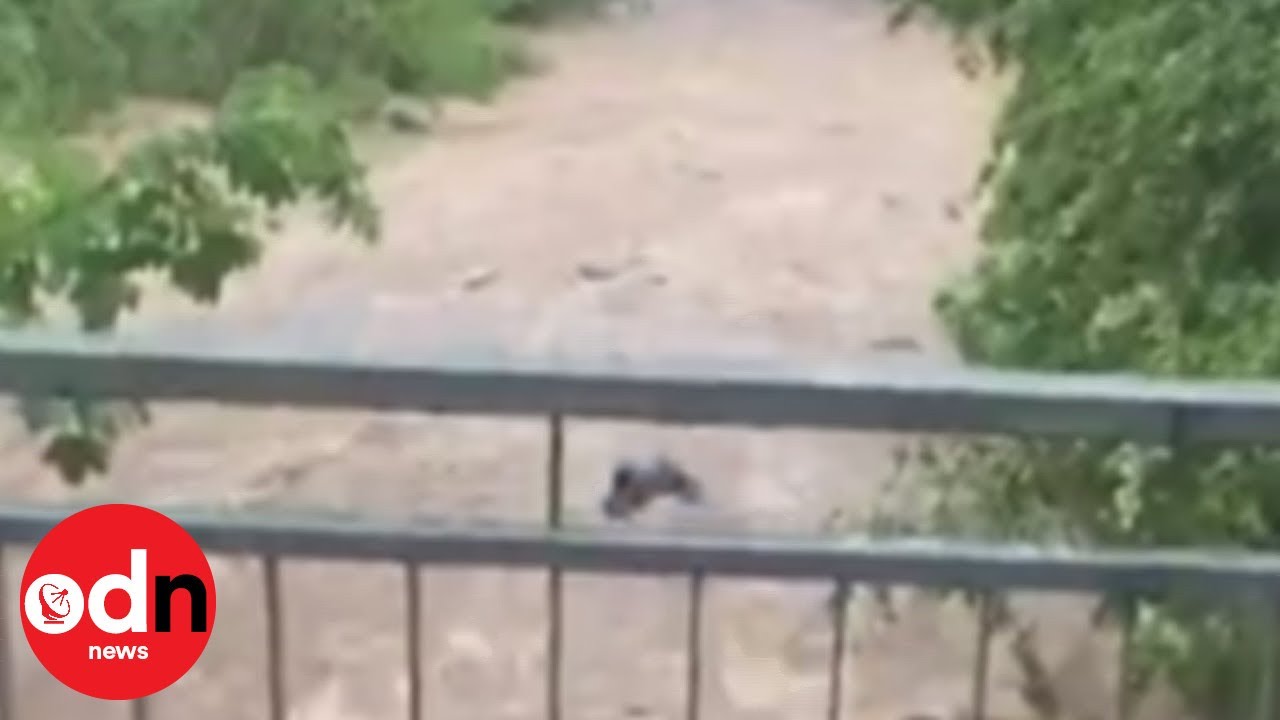 Dog swept away by current as heavy rainstorms hit Germany - YouTube