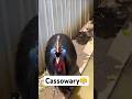 The deadly ’Gardener’ of the rainforest! #animals #amazing #cassowary #wildlife #funnyvideos