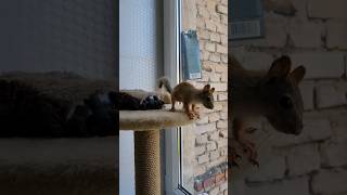 Молли уже смело играет со мной! 😍 #squirrel #fun #funny #shorts #jokes #youtubeshorts #funnyvideo