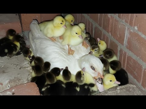 بيض البط ة طلع فاضي يا ترى العيب من البط ة ولا من الدكر