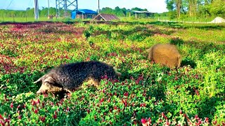 The unbelievable protein packed pig pasture! Crimson clover!