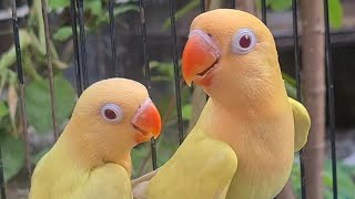 🕊️🦜'Stress Buster: Lovebird Therapy for Inner Calm'@RTS_B-89 by Relax the sound lovebird 5 views 4 days ago 1 hour, 30 minutes