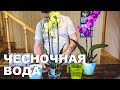 Удобрение для Орхидей. Чесночная настойка/вода для цветения орхидеи. Уход, полив, подкормка.