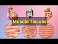 Understanding Muscle Tissues
