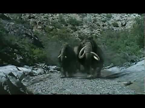 Video: ¿Quién cazaba mamuts lanudos?