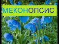 Голубое чудо из Гималаев! Меконопсис (Meconopsis) цветение в саду.Голубой гималайский мак видео