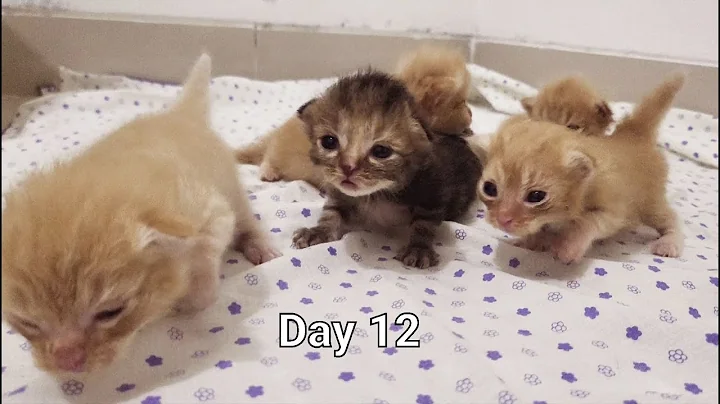 Video 5372521: munchkin cute kittens cat, munchkin cat walking, baby kittens growing, kitten learning