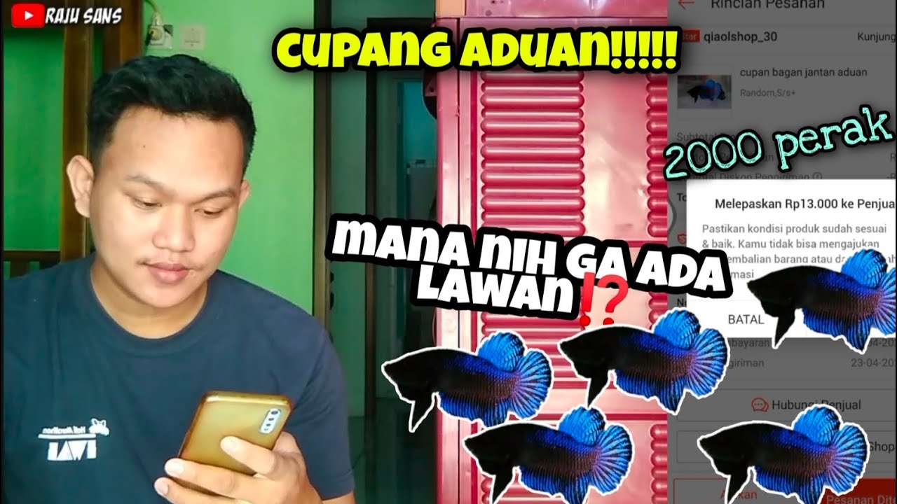 BORONG CUPANG BAGAN ADUAN LEWAT ONLINE , AUTO ADUIN!!!!