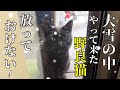こんな人懐っこい野良猫、どうしたらいいんだ!