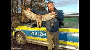 CABS | German gamekeeper caught on camera catching and killing protected Goshawk.