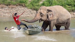 Elephant Chasing And Charging People In Village Wild Elephant Attack And Encounter Fun Made Movie