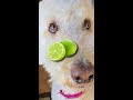 My Dog Ate A Lime! #short #shorts #dog