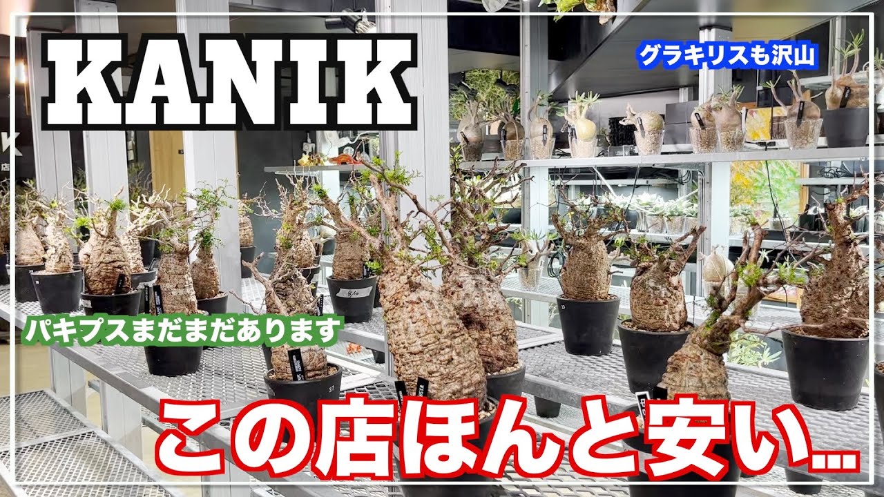 横浜の塊根植物専門店でパキプスとグラキリスが安すぎました