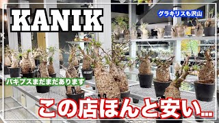 横浜の塊根植物専門店でパキプスとグラキリスが安すぎました｜KANIK｜gracilius｜Operculicarya pachypus