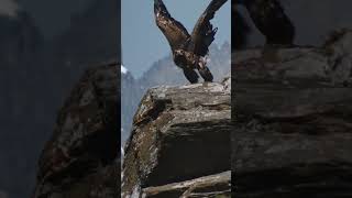 Epic Eagle Attacks! Eagle Throws Alive Goat From The Sky