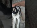 Husky🐶 🤩aus Köln 🇩🇪 vor 6. Monaten ausgewandert nach Mahmutlar bei Alanya Türkei 🇹🇷 Sa. 23. Mai 2026