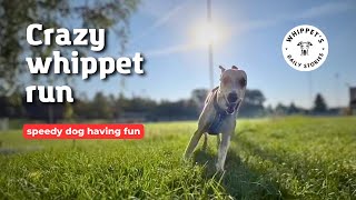 Enjoy crazy whippet zoomies running or dog’s run for fun ? by One Dog Show 1,443 views 8 months ago 1 minute, 12 seconds