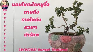 Bonsai บอนไซตะโกหนูทาบกิ่งตอเล็กรากโหย่ง..อายุเยอะมากกกกก?????