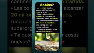 🐜 Fuerza y secretos de las hormigas 🌍 un superorganismo 💪 Subscribete! ❤️