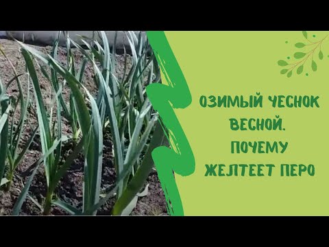 Озимый чеснок весной. Почему желтеет перо?