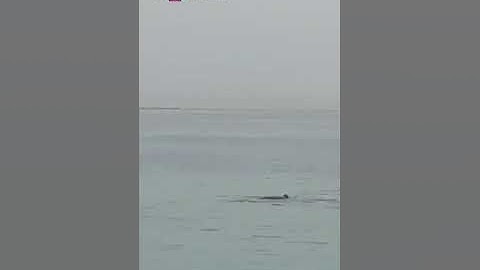 Clip du khách bị  Cá Mập ăn thịt trước mặt Cha.