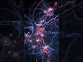 Tissues Explained Simply | From Cells to Organ Systems #planit #biology