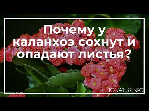 Почему у каланхоэ сохнут и опадают листья? | toNature.Info