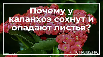 Почему у каланхоэ сохнут и опадают листья? | toNature.Info