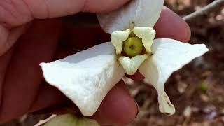 Woolly Pawpaw (Asimina incana) Flower Morphology
