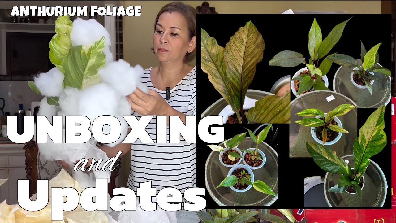 Anthurium Foliage UNBOXING and UPDATES