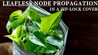 Zip Lock Bag Propagation Method | Grow Leafless Nodes in a Plastic Bag | Fastest Propagation Method screenshot 4