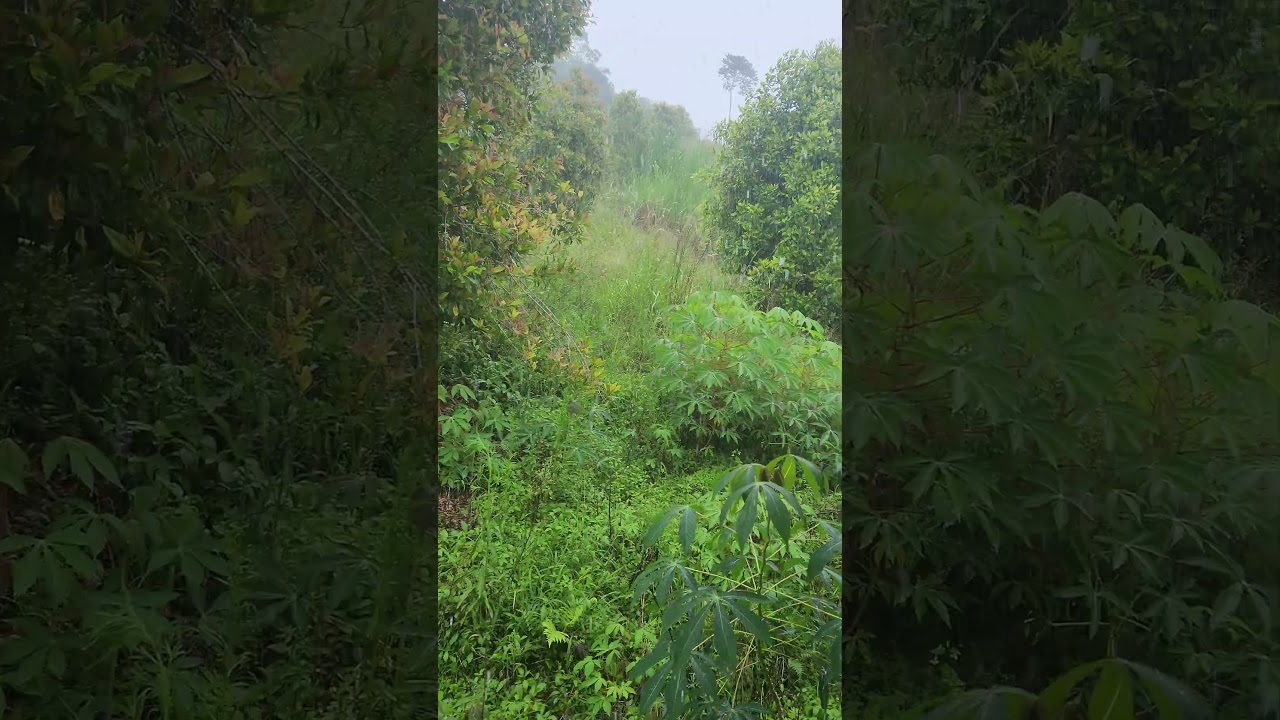 Rain ASMR: Heavy Rain in a Tropical Clove & Durian Orchard for Deep Sleep 