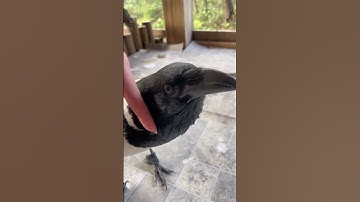 Thumbnail of Can You Pet A Crow?