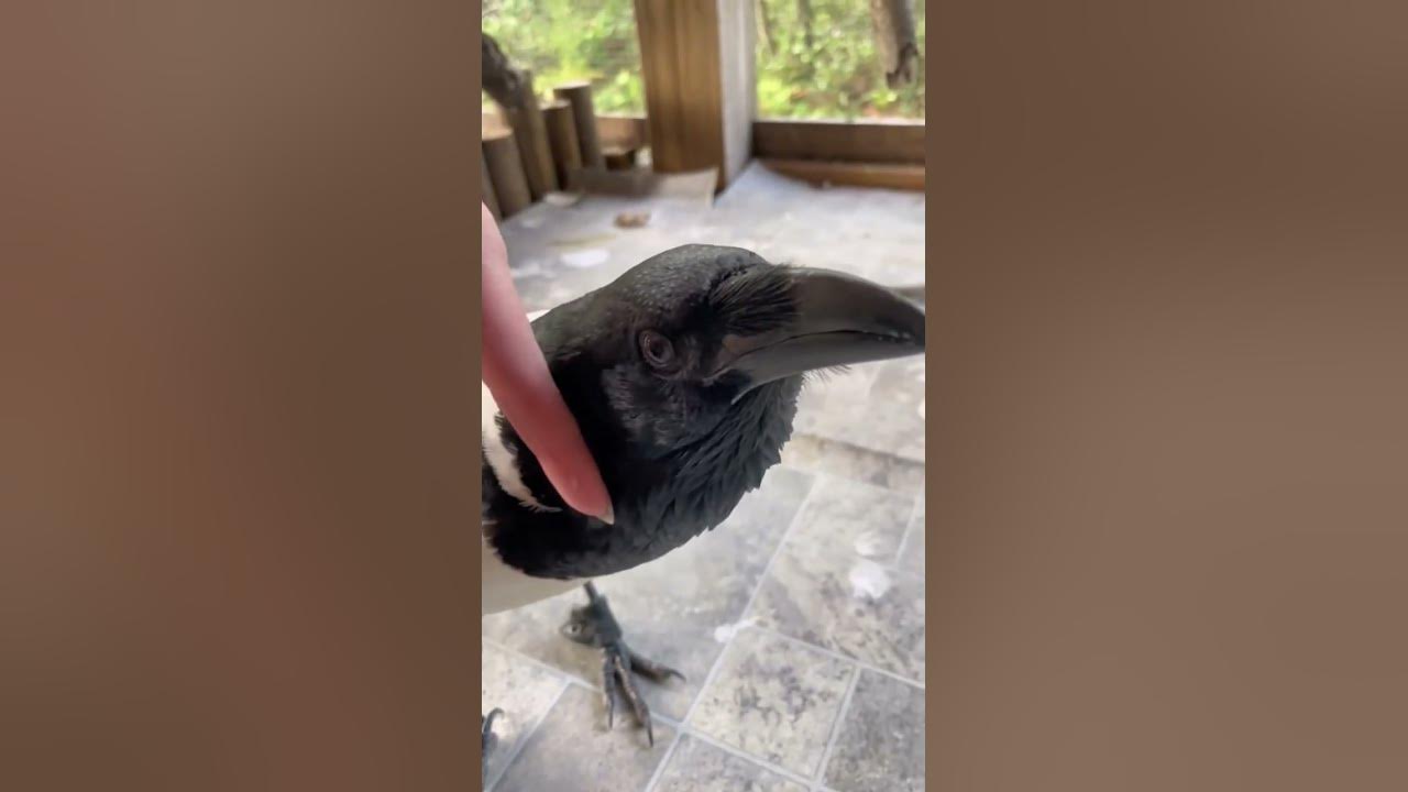 Can You Pet A Crow?