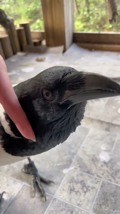 Can You Pet A Crow?
