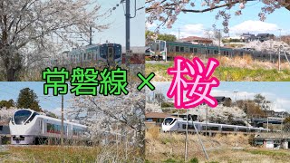 【常磐線×桜 】特急ひたち(E657系) E721系 701系